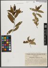 Foto von Salix triandra subsp. triandra L.